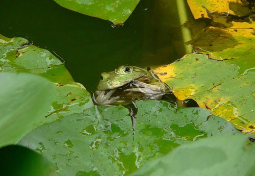 Bird who was unlucky enough to become a frogs dinner