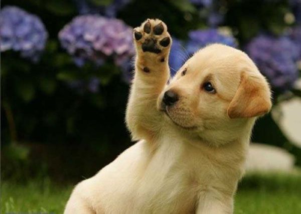 Cute Dogs : Don't You Just Want To Give Them a Pat