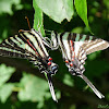 Zebra Swallowtail, mating pair
