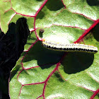 Zebra Caterpillar