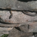 Common Garter Snake