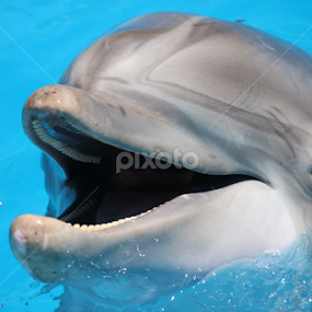 Dolphin by Kirsten Gamby - Animals Sea Creatures