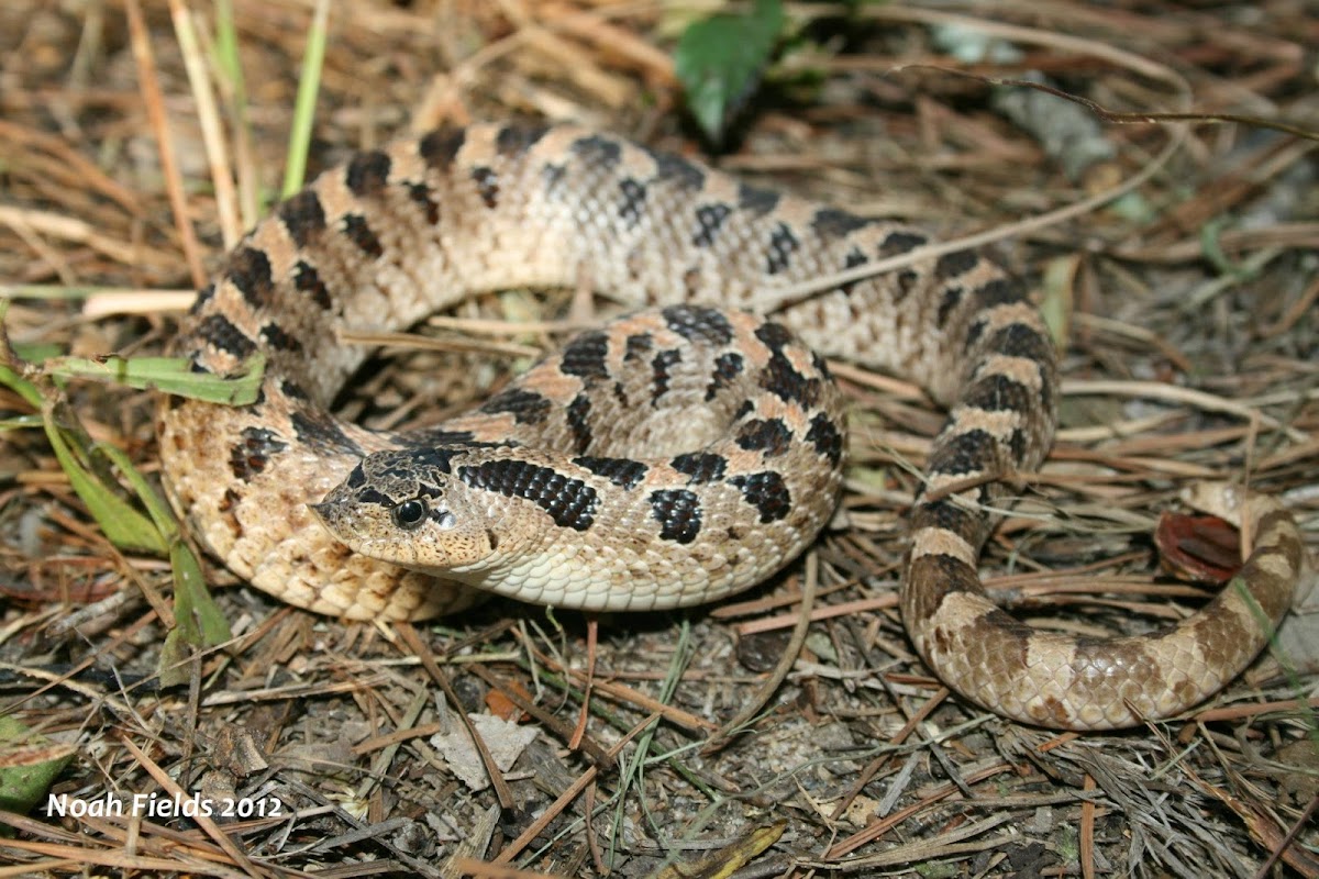 Southern Hognose Snake Project Noah