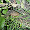 European Common Frog/European Common Brown Frog