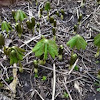 Mayapple