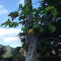 Papaya tree