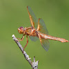 Female Flame Skimmer