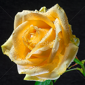 Thoughtful moment by Martin Crush - Flowers Single Flower