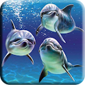 Beatiful Dolphin Wallpapers