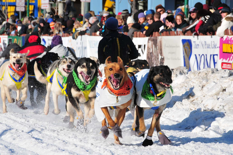 The start of the Iditarod in Anchorage. A person who drives a dog sled team is called a musher.