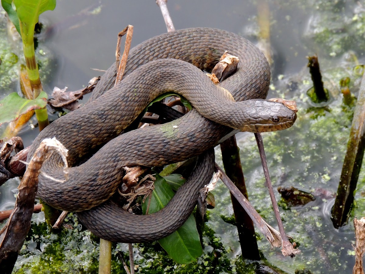 Yellow-bellied Water Snake