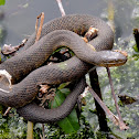 Yellow-bellied Water Snake