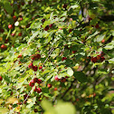 Bunchberry dogwood