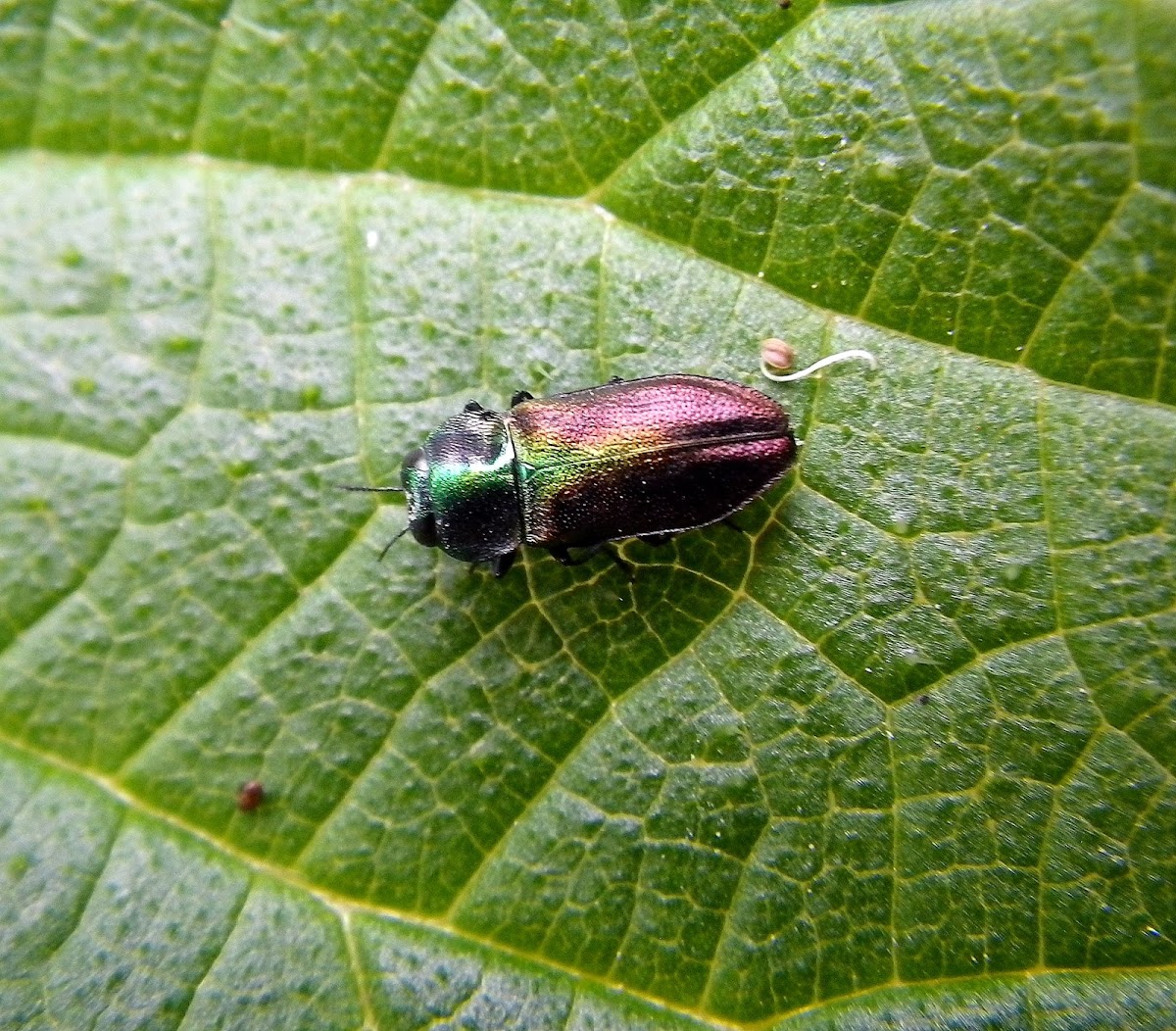 Jewel beetle (female)