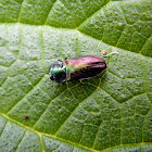 Jewel beetle (female)