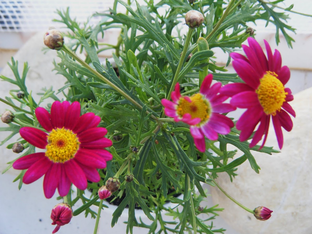 Pink Daisies