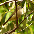 Lemon-bellied Flycatcher
