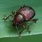Monkey leaf beetle