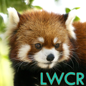 Red Panda Live Wallpaper.apk 1.0.5