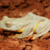 Twin-spotted Flying Frog