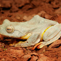 Twin-spotted Flying Frog