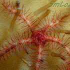 Seafan brittle star