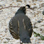 California Quail