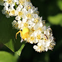 Goldenrod Crab Spider