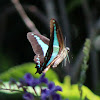 Blue Triangle Butterfly