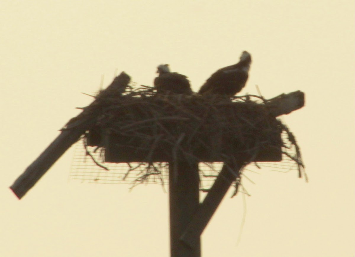 Osprey (pair in nest)