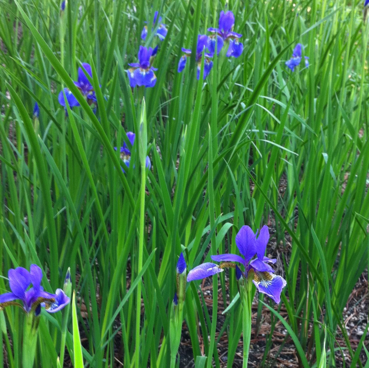 Iris, 붓꽃