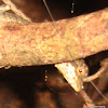 Oriental Garden Lizard, Eastern Garden Lizard or Changeable Lizard (female)