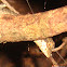 Oriental Garden Lizard, Eastern Garden Lizard or Changeable Lizard (female)