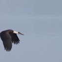 Wooly necked stork