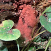 Red wool slime mold