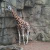 Unknown giraffe