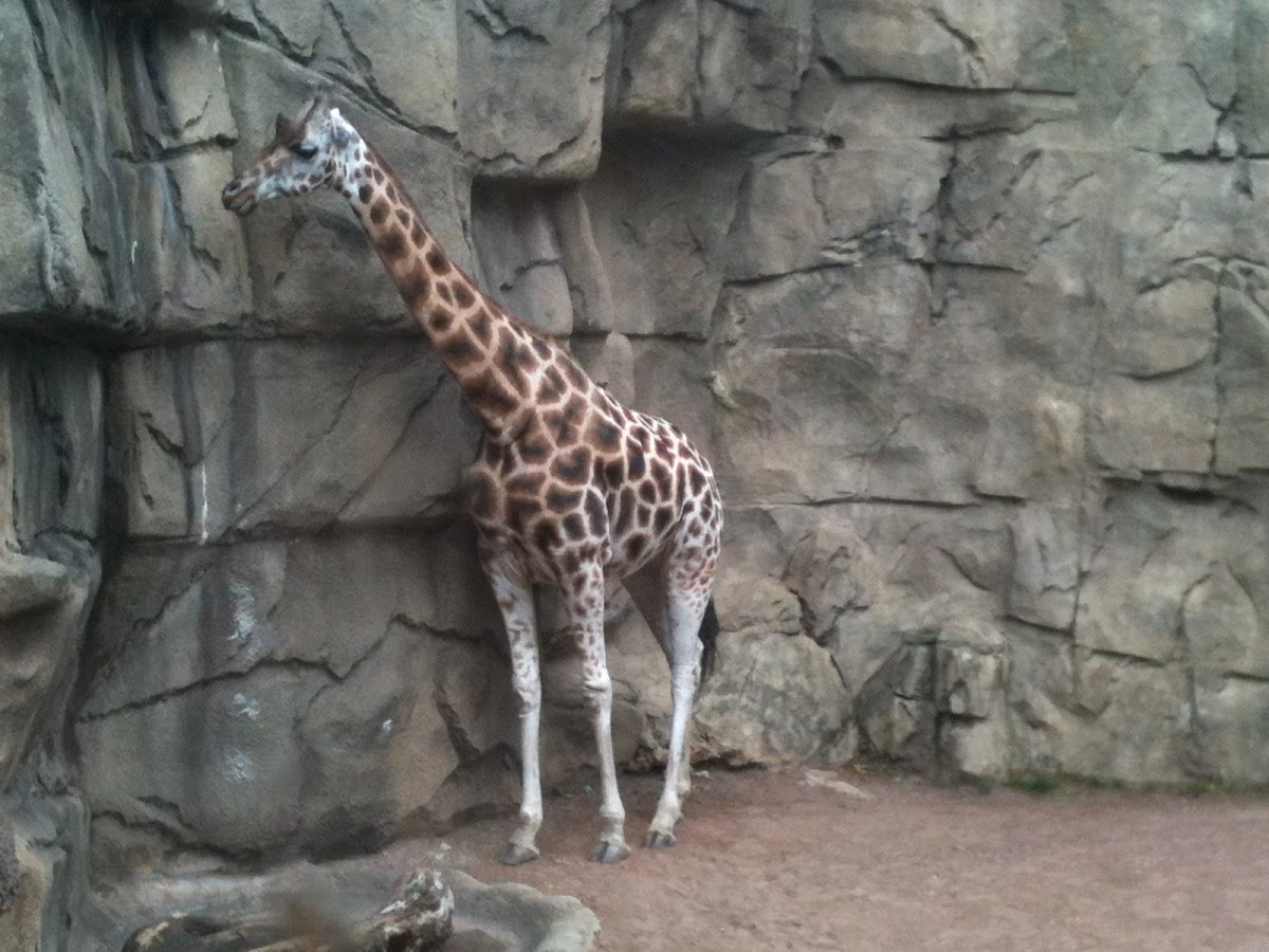 Unknown giraffe
