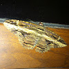 Palomilla Noctuida, Noctuid Moth