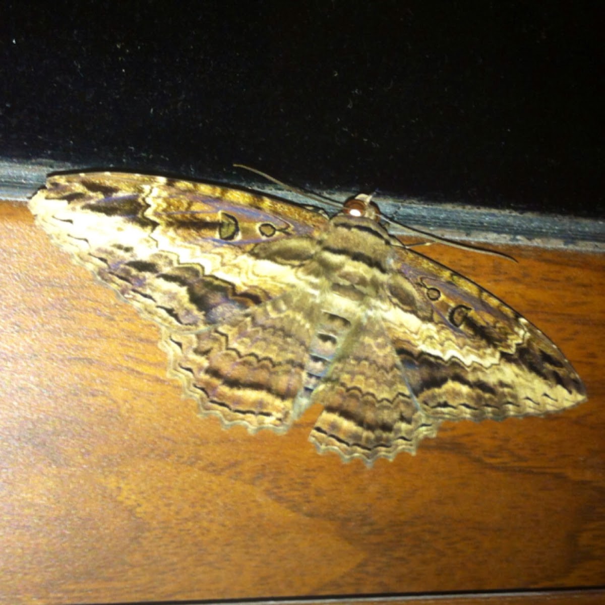 Palomilla Noctuida, Noctuid Moth