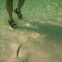fish in shallow surf