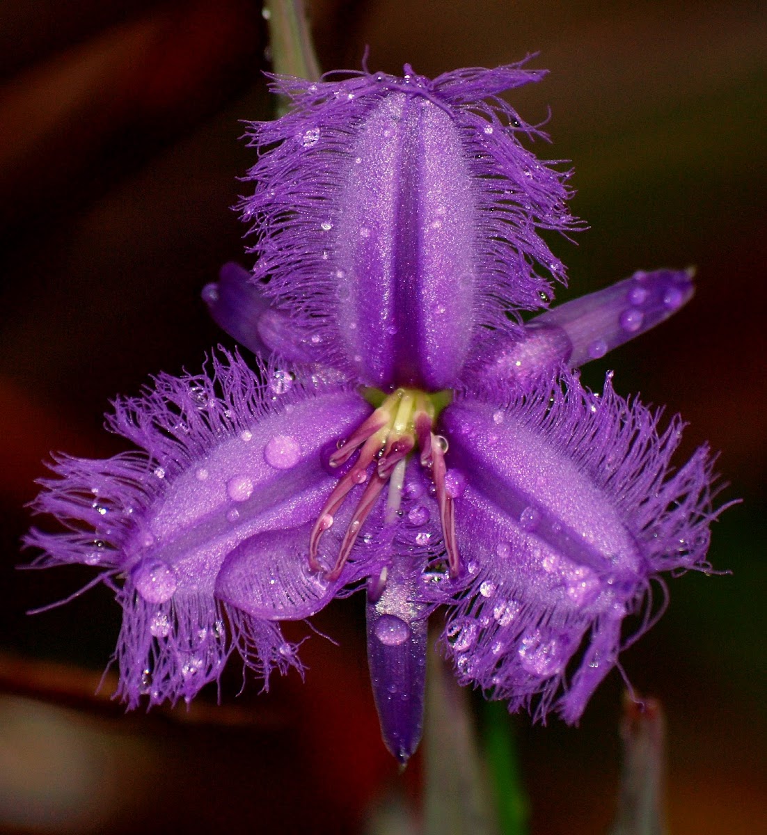 Fringe Lily