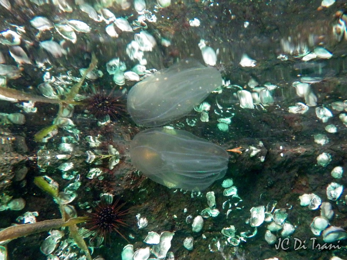 Comb jellyfish
