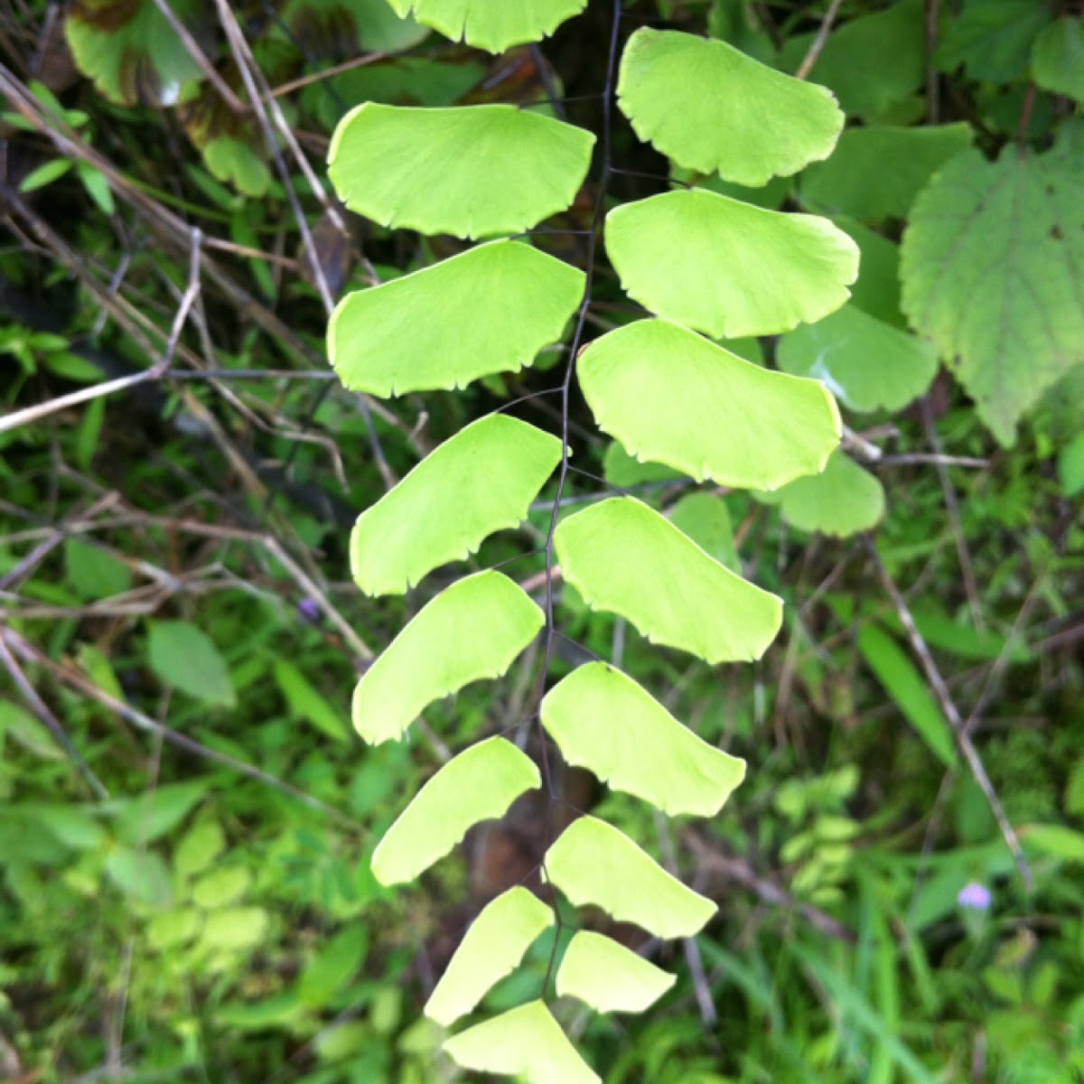 Spotting Project Noah