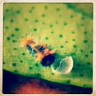 Lime Butterfly larva