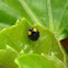 Yellow Shouldered Ladybird