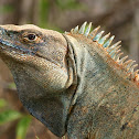 Ctenosaur or Black Iguana