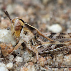 Valley Grasshopper nymph