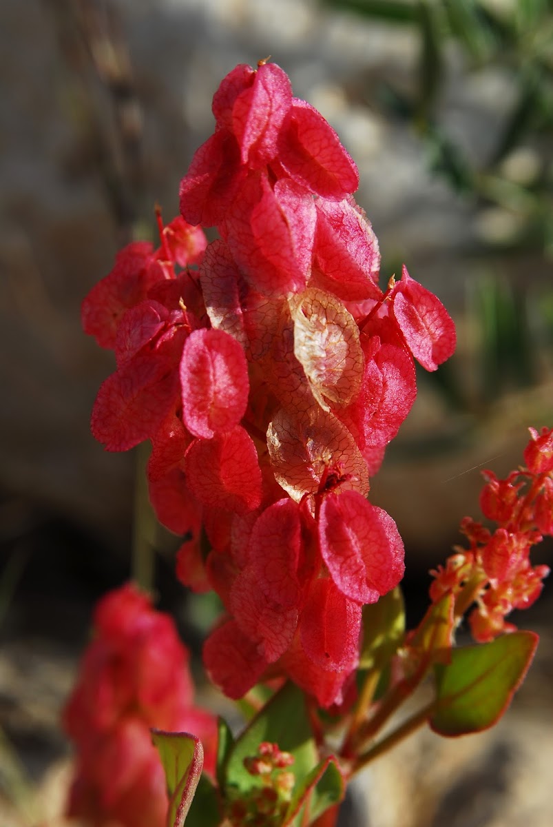 Buckwheat or knotweed familyPolygonaceae; Arabichumayth, hambasees Project Noah