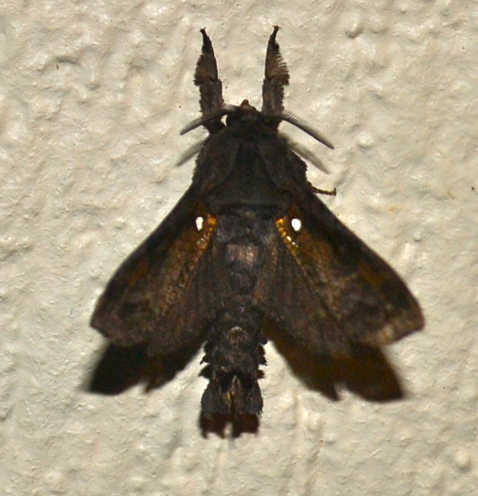 Langsdorfia franckii Moth