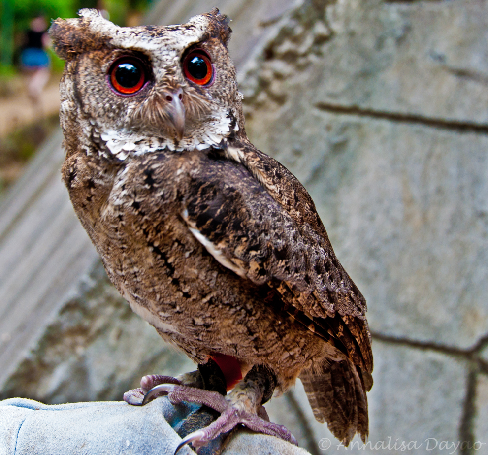 Philippine Scops Owl